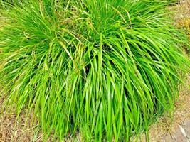 200+ Seeds Lemongrass Mosquito Repellent Heirloom Lemon Grass NON-GMO Herb Usa - £10.54 GBP