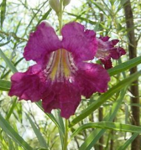 5 Pc Seeds Desert Willow Flower Plant, Chilopsis linearis Seeds for Planting |RK - £14.83 GBP