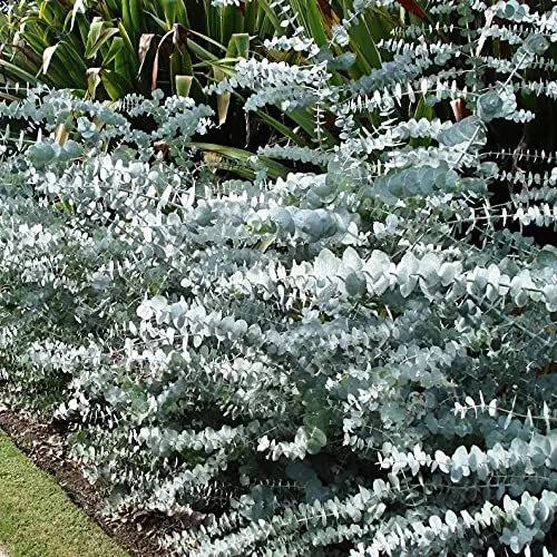 10 Baby Blue Seeds, Silver Leaved Mountain Gum, Powdered Gum, Mountain S... - £15.92 GBP