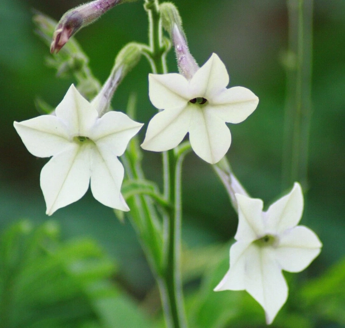 NICOTIANA ALATA Seeds *!* Winged Jasmine Tobacco 2000+ SEEDS - $15.03