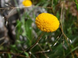 New Fresh Seeds 20 Yellow Billy Buttons Wolyheads Craspedia Globosa Flower Seeds - $14.90