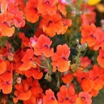 100 Seeds Nemesia Strumosa Orange Prince Plant Fast Heirloom Seeds For Beauty - £6.63 GBP