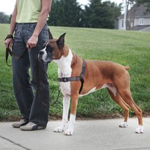 PetSafe Deluxe Easy Walk Steel Dog Harness Black/Steel 1ea/LG - £41.11 GBP