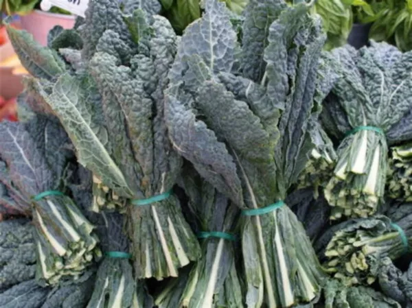 400 seeds Black Kale Heirloom Seeds Deliver Quick Stunning Gardens - £7.95 GBP