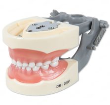 Pediatric Typodont Teeth Model 24 Removable Teeth Compatible with Kilgor... - £34.36 GBP