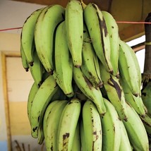 FROM US Live Fruit Tree 12”-24” Musa × paradisiaca (Plantains) TP15 - £52.45 GBP