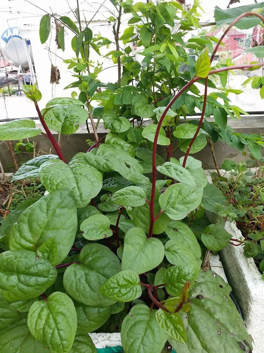 AW 100 Seeds Red (Rubra) Malabar Spinach Non Gmo Organic Herb Easy To Grow - $10.99