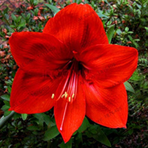 100 Seeds Amaryllis Chinese Bonsai Amarilis Planting Bonsai Courtyardbeautiful C - £3.65 GBP