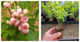 NEW! ( 1 ) - Pink Popcorn Blueberry - Starter Plant ( 4m ) ( 1 live plant ) - £26.72 GBP