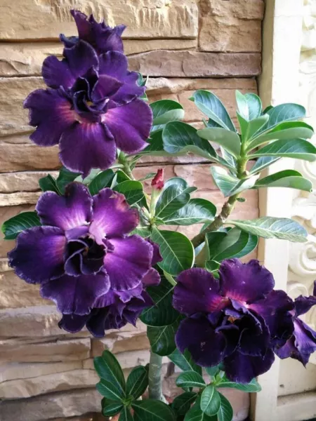 4 Purple Desert Rose Seeds Adenium Flower Flowers Seed 212 Fresh Garden ... - £13.55 GBP