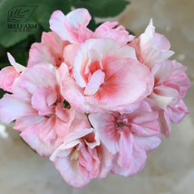 10 Seeds Geranium Peach Pink Light Color Ball Flowers Seeds Heirloom Sweet Pelar - £5.13 GBP