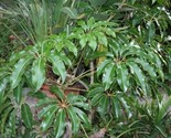 Schefflera Pueckleri / Tupidanthus Calyptratus Tree Seeds! Usa - £5.89 GBP