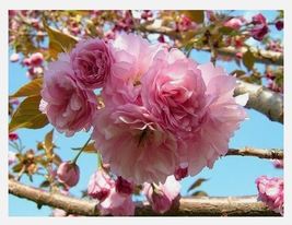 Kwanzan Flowering Cherry Tree - AF Seeds - £13.37 GBP
