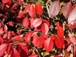 Blackhaw Viburnum (Viburnum prunifolium) image 3