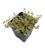 2.5&quot; Pot  Mini Kitty Jade Crassula Terrarium/Fairy Garden - £37.16 GBP