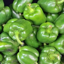 300 California Wonder Bell Pepper Seeds Non Gmo Harvest Garden Fresh - £9.57 GBP