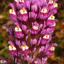 Castilleja Exserta Exserted Indian Paintbrush Purple Owls Clover 500 Seeds - £13.74 GBP