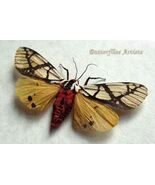 Real Tiger Moth Areas Galactina XL Framed Entomology Museum Quality Shad... - $86.45 CAD