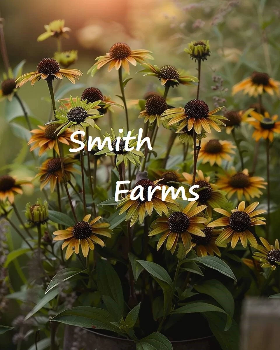 25+ SEEDS Black-Eyed Susan Flower Plant - $17.22