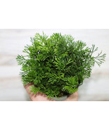 ELAPHOGLOSSUM PELTATUM “FEATHER FERN” COMPANION PLANT XXL POTTED - €77,87 EUR