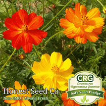 Bright Lights Cosmos Seeds Non-GMO Annual Garden Flower Seeds USA - £7.69 GBP