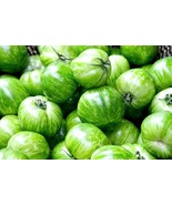 KBT Green Zebra Tomato Seeds 50 Seeds Stunning Color Bulk Seeds - $372.28 MXN