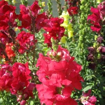 Snapdragon Seed Ruby Red Snapdragon Flower Seeds 5000 Seeds Fresh USA Fast Shipp - $18.99