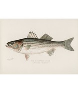 11793.Decor Poster.Room home Wall design art.Fish.Fishing... - £97.32 GBP+