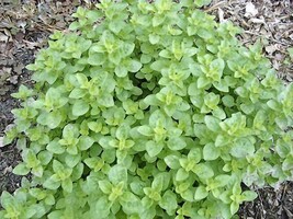Oregano Italian Herb Seed 20 Seeds N Tasty Herb Fresh Seeds Gardening - $3.38