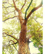 AW Swietenia Mahagoni Hardwood Mahogany Tree Bonsai Hard Wood Seeds 100 ... - $43.98
