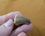 (DF233-147) 1-1/8&quot; Fossil MOSASAURUS Dinosaur tooth Mosasaur  dig fossil... - $17.75