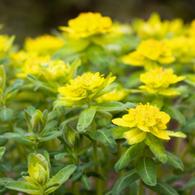 Cushion Spurge Flower (Euphorbia Polychroma) 15 PCS Seeds - €9,91 EUR