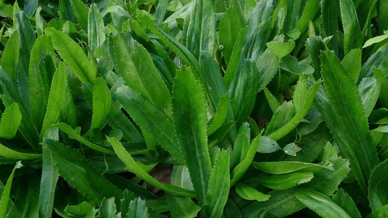 200+ SEMILLAS DE ALCAPATE CILANTRO ANCHO CULANTRO RECAO/ALCAPATE RECAO S... - $4.90