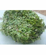 1 OZ (or more) of wet Duckweed - KOI Fish Pond Plant FFEZFW0I5T7 - $259.89 MXN