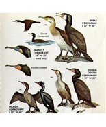 Cormorants Anhinga Birds Varieties And Types 1966 Color Art Print Nature... - $376.05 MXN