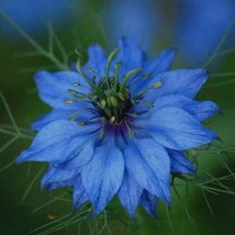 Love In A Mist Seeds Nigella Damascena 50 Seeds Gardening USA SELLER - £22.46 GBP