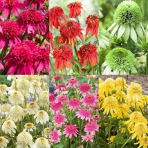 1000+ Double Echinacea Coneflower Seeds for Planting -Perennial Cone Flo... - €10,31 EUR