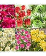 1000+ Double Echinacea Coneflower Seeds for Planting -Perennial Cone Flo... - €10,32 EUR