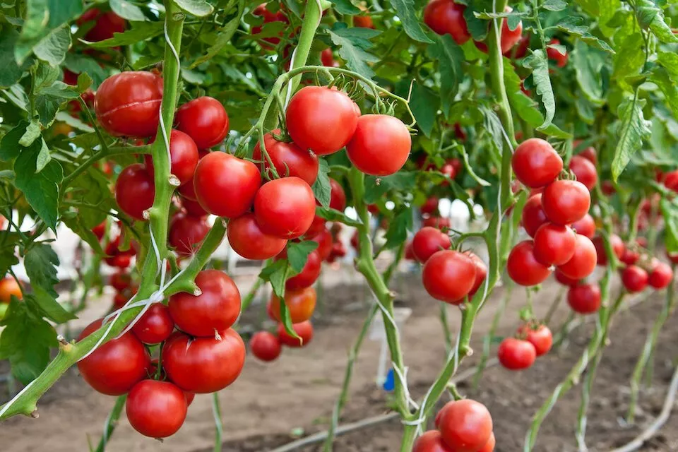 Large Red Cherry Tomato Heirloom Garden best Seedss - £2.15 GBP