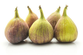 Semilir 100 Kadota White Fig Seeds USA  Fast Grow From US - £9.08 GBP