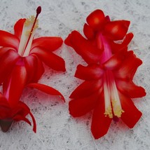 USA SELLER 4&quot; Potted Red Planet Christmas Cactus Well Rooted Starter Plant Schlu - $59.48