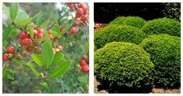 Yaupon Holly Bush Hedge Seeds Ilex vomitoria Shrub 80 Seeds - £13.33 GBP