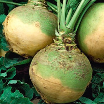 Rapeform Mustard, Non-Gmo Green Vegetables Rutabaga, 500 seeds - £22.12 GBP