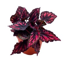 Begonia Rex Etna in a 6 inch Pot Black Red Spots - £21.89 GBP