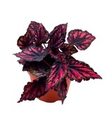 Begonia Rex Etna in a 6 inch Pot Black Red Spots - $27.83