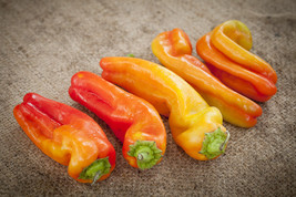 AD 25 Cubanelle Sweet Pepper Seeds Home Garden - $249.91 MXN