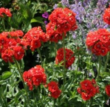 ArfanJaya Maltese Cross Flower Seeds - £6.51 GBP