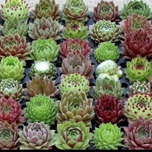 100 Mixed Sempervivum Seeds Hens And Chicks Succulents Random Assortment Surpris - £8.99 GBP