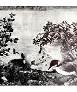 Loons On Shore In Nest With Eggs 1936 Bird Print Nature DWU13 - $28.07 CAD