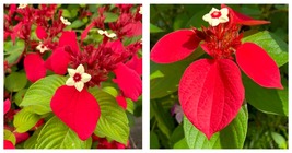 50 Seeds Mosaenda Red Fresh Garden - $34.93